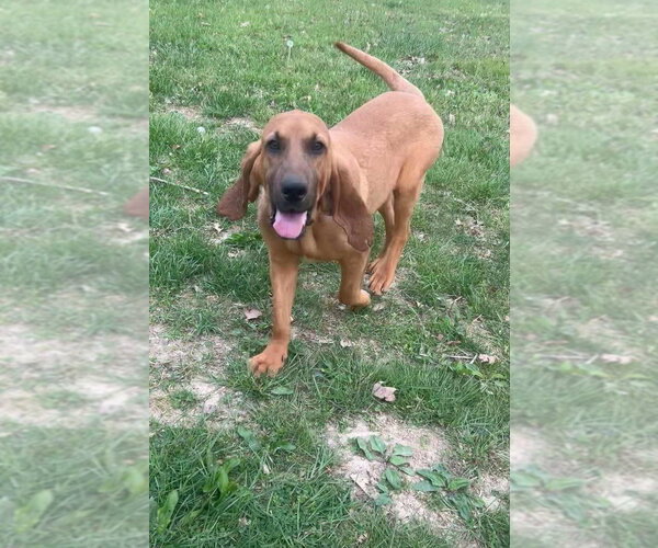 Medium Photo #2 Bloodhound-Unknown Mix Puppy For Sale in Aurora, IN, USA
