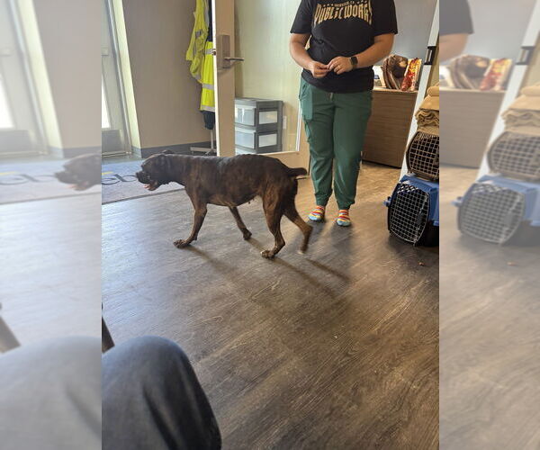 Medium Photo #2 Boxer Puppy For Sale in Austin, TX, USA