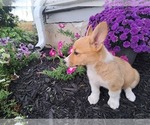 Small Photo #5 Pembroke Welsh Corgi Puppy For Sale in SHILOH, OH, USA
