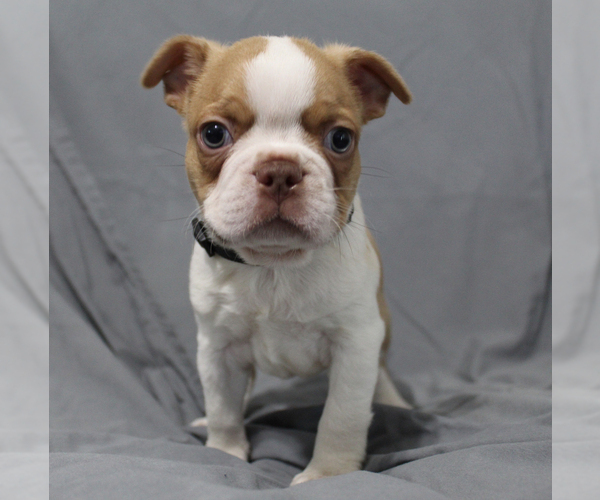 Medium Photo #7 Boston Terrier Puppy For Sale in BROOKSVILLE, FL, USA