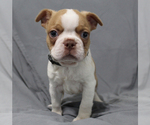 Small #6 Boston Terrier