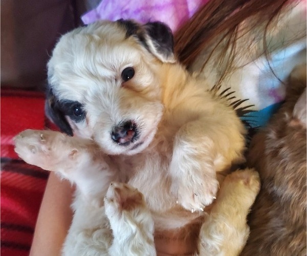 Medium Photo #28 Bernedoodle (Miniature) Puppy For Sale in LEETONIA, OH, USA