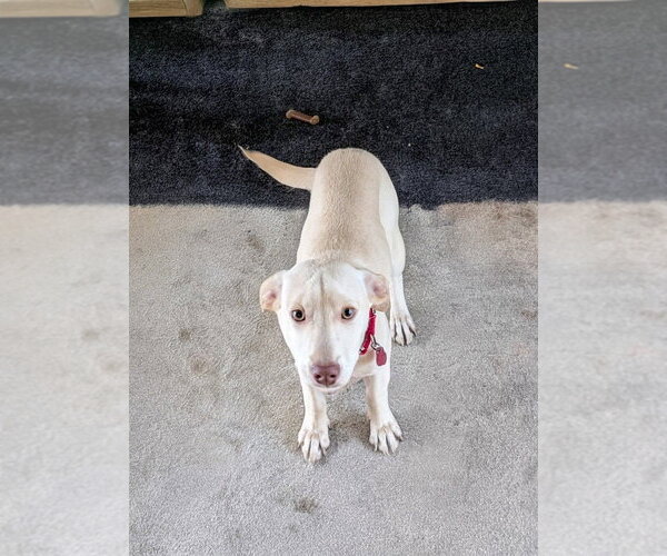 Medium Photo #4 Mountain Cur-Unknown Mix Puppy For Sale in Boston, MA, USA