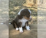 Small Photo #6 Border Collie-Miniature Australian Shepherd Mix Puppy For Sale in MITCHELL, OR, USA