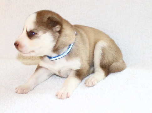 Medium Photo #1 Siberian Husky Puppy For Sale in LEMON GROVE, CA, USA