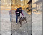 Small #2 Chocolate Labrador retriever-Great Dane Mix