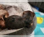 Small Photo #8 Yorkshire Terrier Puppy For Sale in KUNA, ID, USA