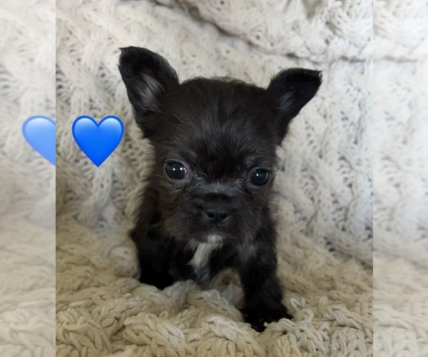 Medium Photo #18 French Bulldog Puppy For Sale in DENTON, MD, USA