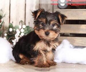 Yorkshire Terrier Puppy for sale in MOUNT VERNON, OH, USA
