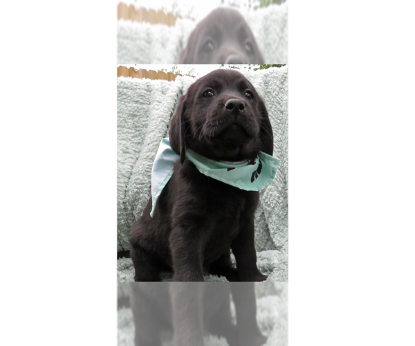 Medium Photo #1 Labrador Retriever Puppy For Sale in Grovertown, IN, USA