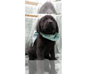 Labrador Retriever Dogs for adoption in Grovertown, IN, USA