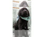 Small Labrador Retriever