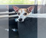 Small #4 Chihuahua Mix