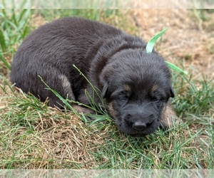 German Shepherd Dog Puppy for sale in OAK GROVE, OR, USA