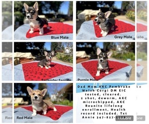 Pembroke Welsh Corgi Litter for sale in SAN JOSE, CA, USA