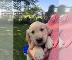 Puppy Poppy Golden Retriever