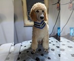 Small Photo #3 Poodle (Standard) Puppy For Sale in SAND SPRINGS, OK, USA