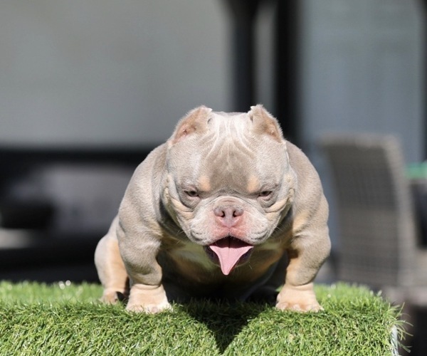 Medium Photo #1 American Bully Puppy For Sale in MIAMI BEACH, FL, USA