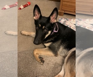 Mother of the German Shepherd Dog puppies born on 08/13/2025