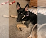 Small Photo #1 German Shepherd Dog Puppy For Sale in RICHMOND, VA, USA