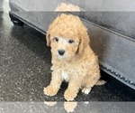 Small #8 Poodle (Toy)