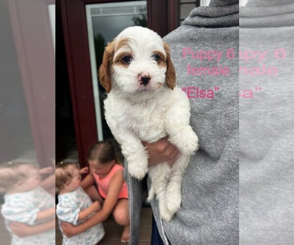 Medium Photo #6 Cavapoo (Miniature) Puppy For Sale in STANLEY, WI, USA