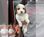 Small #5 Cavapoo (Miniature)