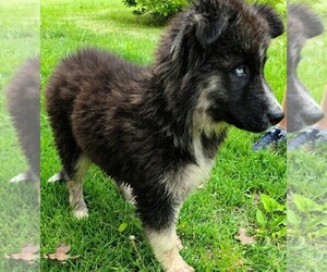German Shepherd Dog-Siberian Husky Mix Puppy for sale in JOPLIN, MO, USA