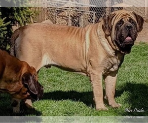 Father of the Mastiff puppies born on 08/12/2021
