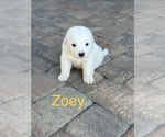 Image preview for Ad Listing. Nickname: Zoey