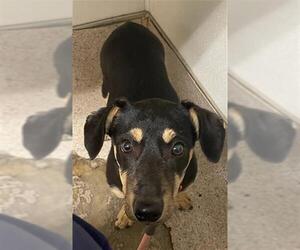 Dachshund-Unknown Mix Dogs for adoption in Bakersfield, CA, USA