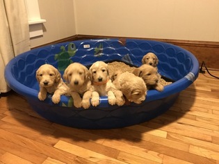 Medium Goldendoodle-Poodle (Standard) Mix