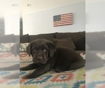 Small Photo #8 Labrador Retriever Puppy For Sale in RIVERSIDE, CA, USA
