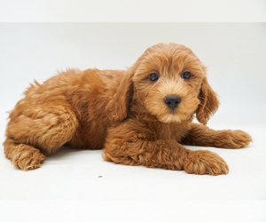 Goldendoodle Puppy for sale in EASLEY, SC, USA