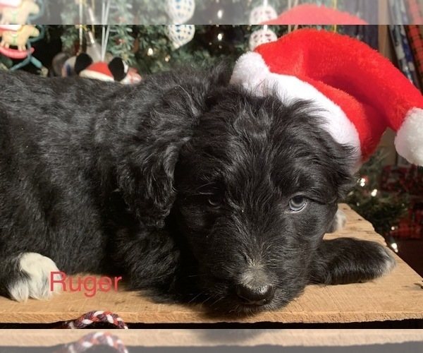 Medium Photo #14 F2 Aussiedoodle Puppy For Sale in ARBA, IN, USA