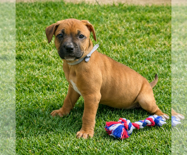 Medium Photo #7 Mutt Puppy For Sale in Euless, TX, USA