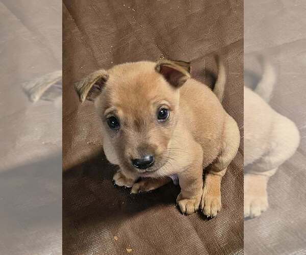 Medium Photo #3 Labrador Retriever-Unknown Mix Puppy For Sale in Aurora, IN, USA