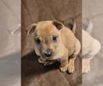 Small #2 Labrador Retriever Mix