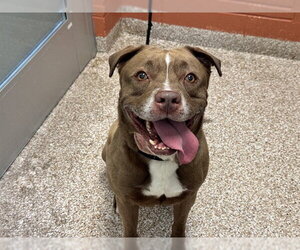 Mutt Dogs for adoption in Pueblo, CO, USA
