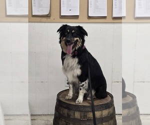 Mother of the Australian Shepherd puppies born on 01/04/2026