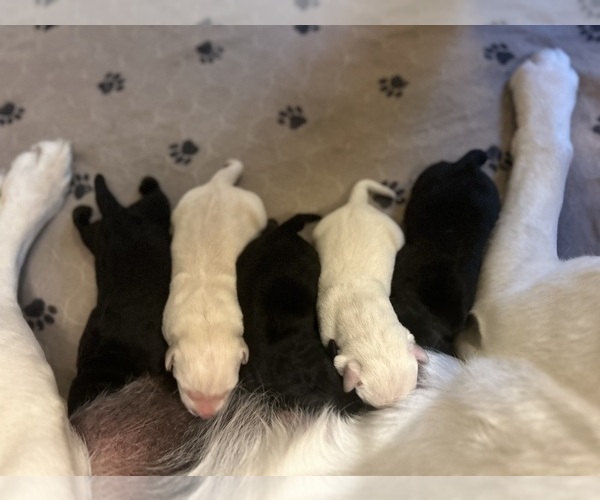 Medium Photo #7 Labrador Retriever Puppy For Sale in LOUISBURG, NC, USA