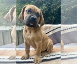 Puppy Dude Cane Corso