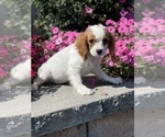 Small Photo #6 Cavalier King Charles Spaniel Puppy For Sale in CANOGA, NY, USA