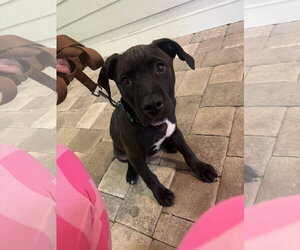 American Staffordshire Terrier-Unknown Mix Dogs for adoption in Holly Springs, NC, USA