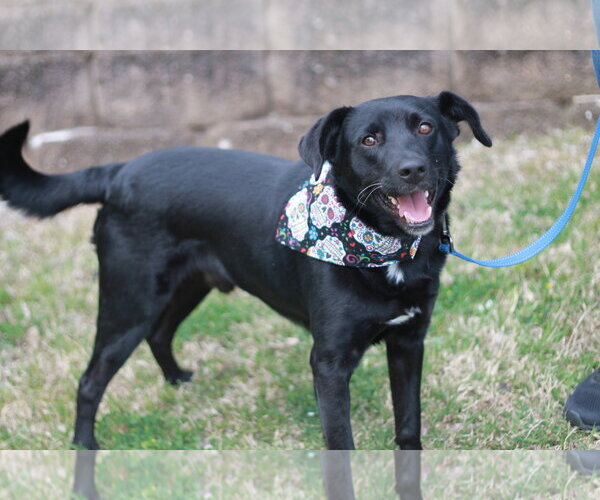 Medium Photo #7 Aussiedor Puppy For Sale in Cookeville, TN, USA