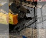 Small #1 Brussels Griffon-Poodle (Miniature) Mix
