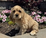 Small #4 Cocker Spaniel