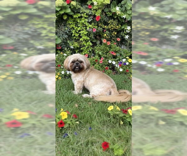 Medium Photo #4 Shih Tzu Puppy For Sale in Weston, FL, USA