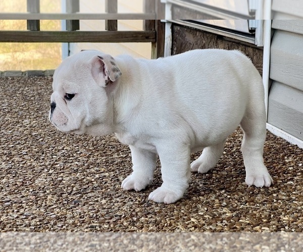 Medium Photo #5 English Bulldog Puppy For Sale in COLUMBIA, TN, USA