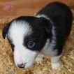 Small Photo #13 Border Collie Puppy For Sale in WHITE SALMON, WA, USA